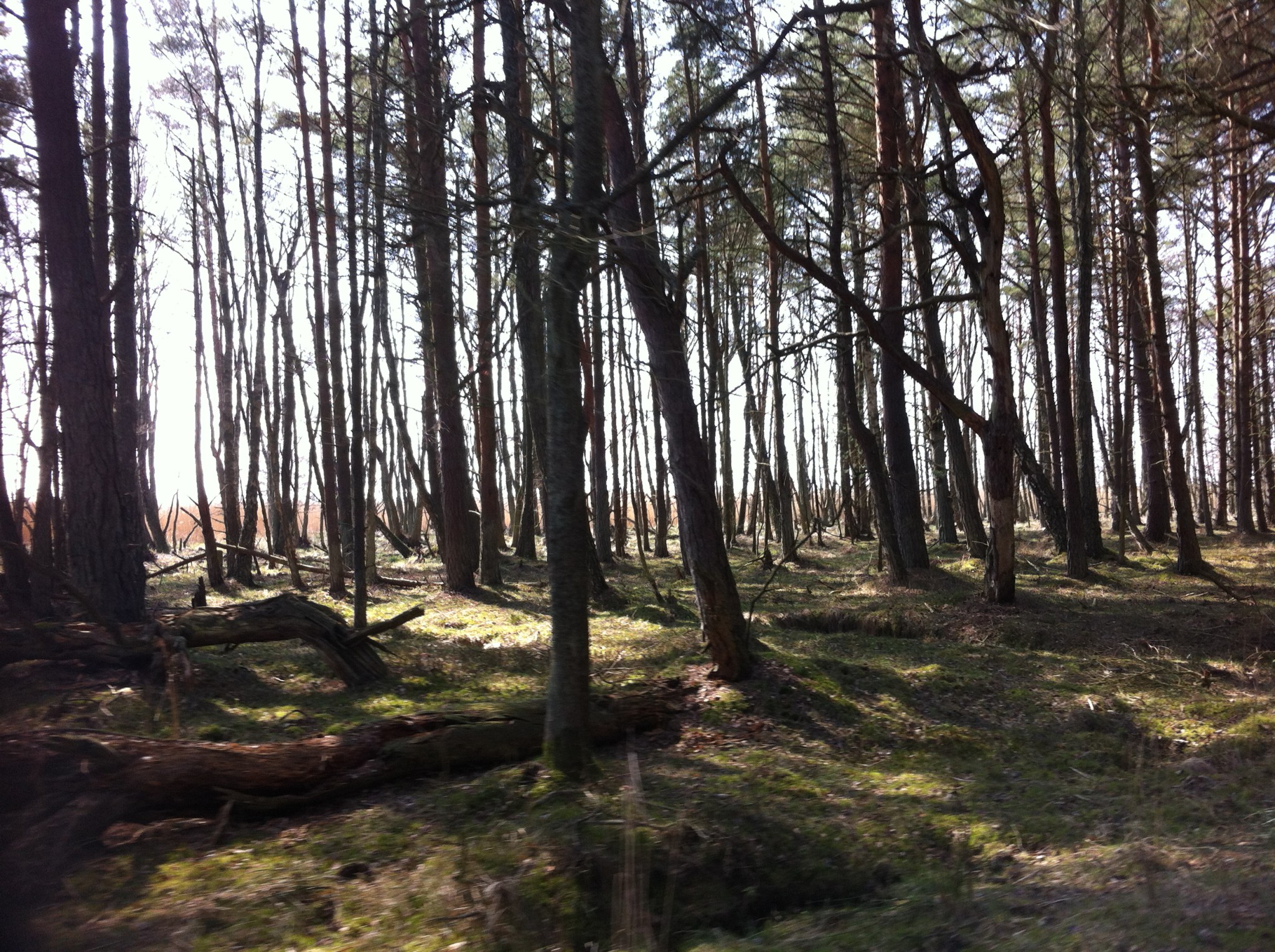 Forest in Rabka, Slowinski National Park Forest in Rabka, Slowinski National Park