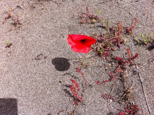 A Flower, Phaselis Beach