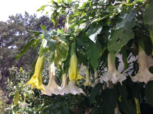 Flowers at Phaselis, Turkey