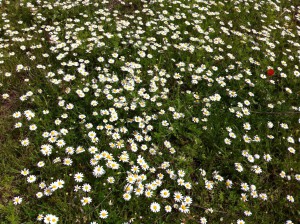 Wild Flowers, Lycian Way