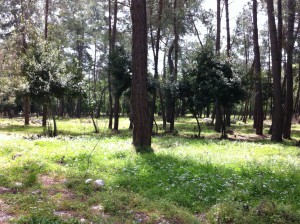 Lycian Way to Phaselis