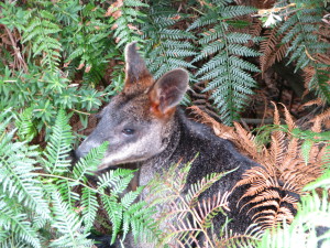 A kangaroo hiding in Tower Hill Game Reserve