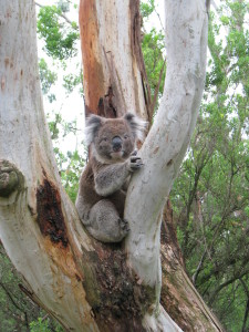 A koala, Cape Otway, Great Ocean Road