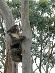 A koala, Cape Otway, Great Ocean Road