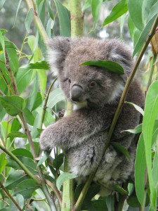 A koala, Kennett River, Great Ocean Road
