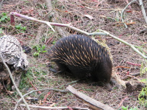 An echidna, Tower Hill Game Reserve