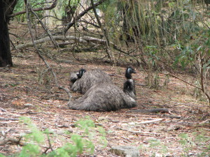 Emus, Tower Hill Game Reserve