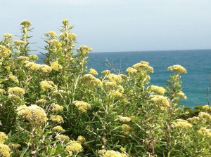 Flowers on the Great Ocean Road