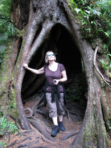 Giant tree in Mait's Rest, the Great Ocean Road