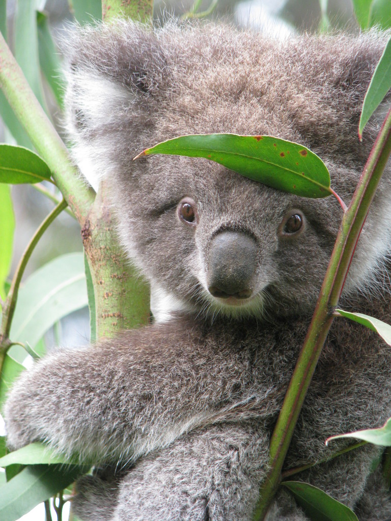 A Kennett River koala A Kennett River koala