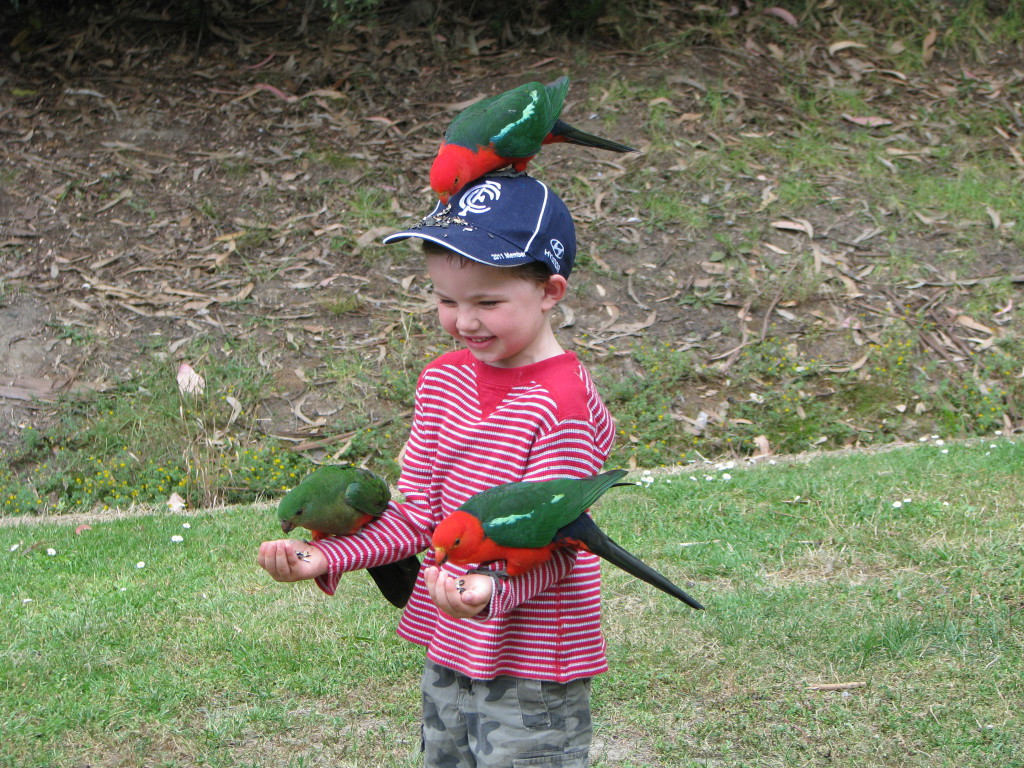 Rosellas, Kennett River Camping Rosellas, Kennett River Camping