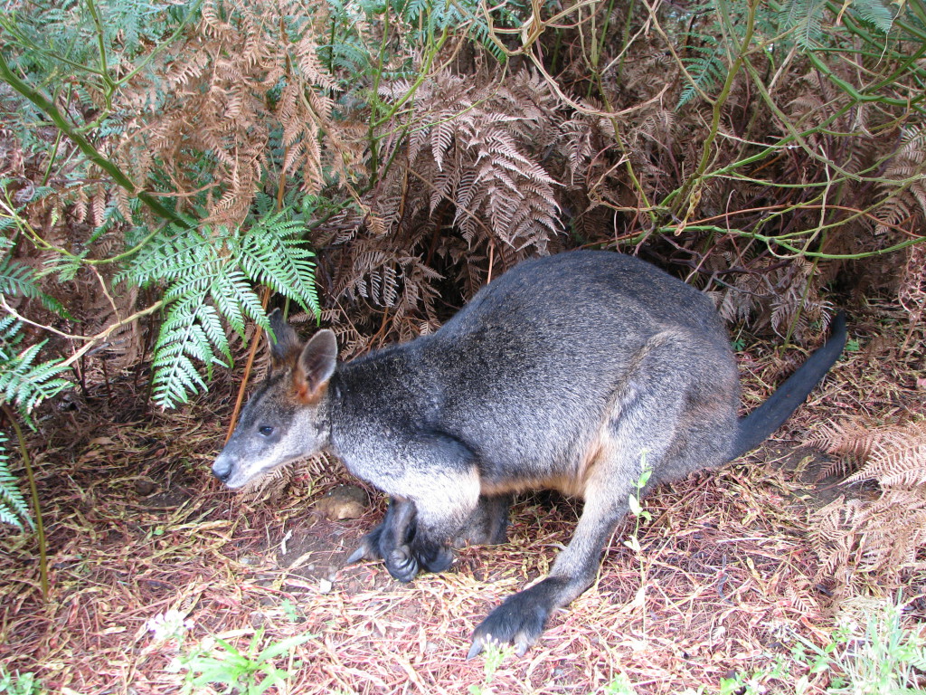 A kangaroo hiding in Tower Hill Game Reserve, the Great Ocean Road A kangaroo hiding in Tower Hill Game Reserve, the Great Ocean Road