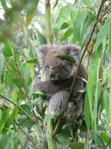 A koala, Kennett River, Great Ocean Road