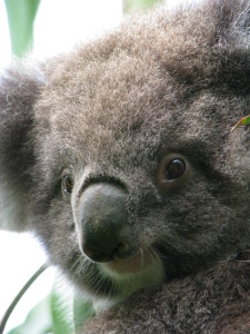 A koala, Kennett River, Great Ocean Road