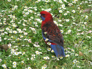 Lorrikeet, Kennett River Camping