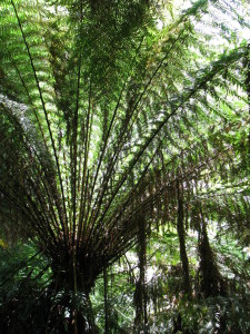 Mait's Rest, the Great Ocean Road, Australia