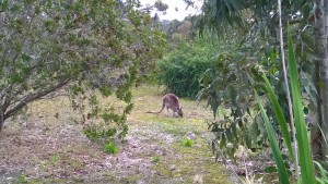 Anglesea Golfcourse kangaroo