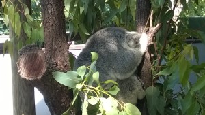 A koala, Port Douglas Wildlife Habitat