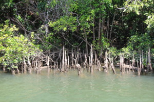 Daintree River