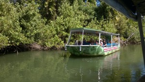 Daintree River croc cruises