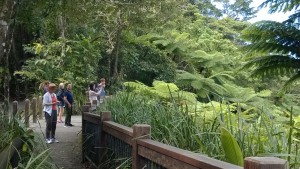 Alexandra Lookout, Daintree