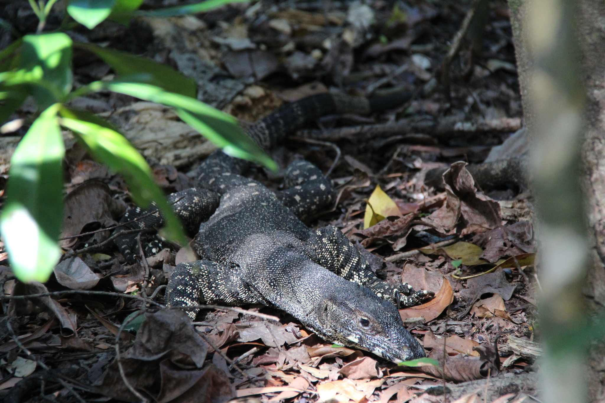 Self drive trip to the Daintree Rainforest, a goanna