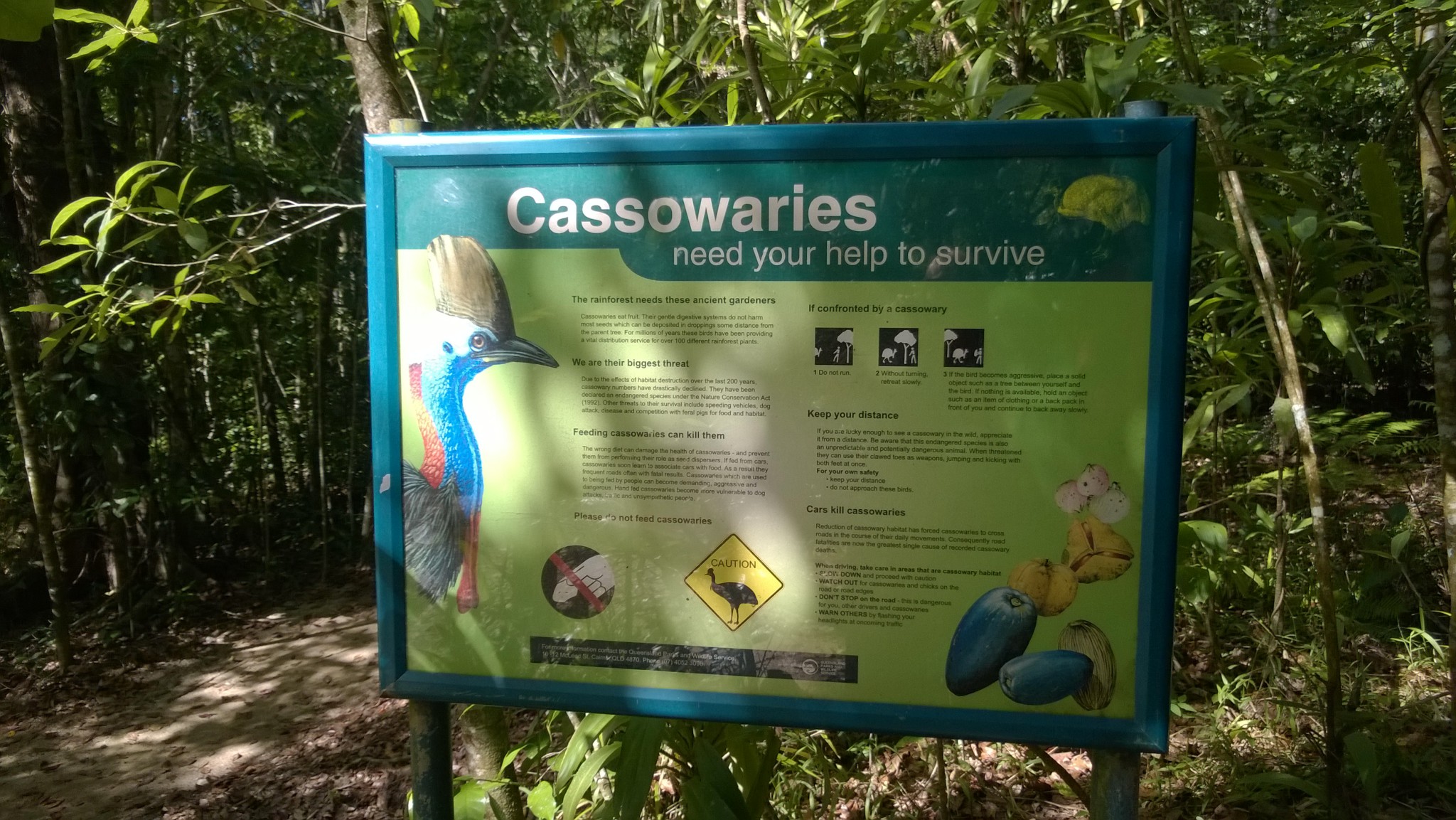 Learning about cassowaries, Jindalba Boardwalk