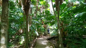 Dubiji Rainforest Walk, self drive trip to the Daintree Rainforest