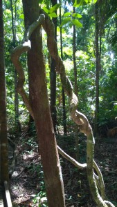 Dubiji Rainforest Walk, self drive trip to the Daintree Rainforest