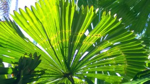Fan palm, Daintree Rainforest
