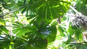 Fan palm forest, Dubiji Rainforest Walk