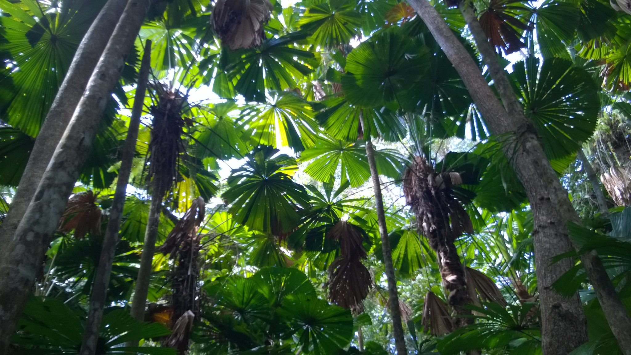 Fan palm forest, Dubiji Rainforest Walk