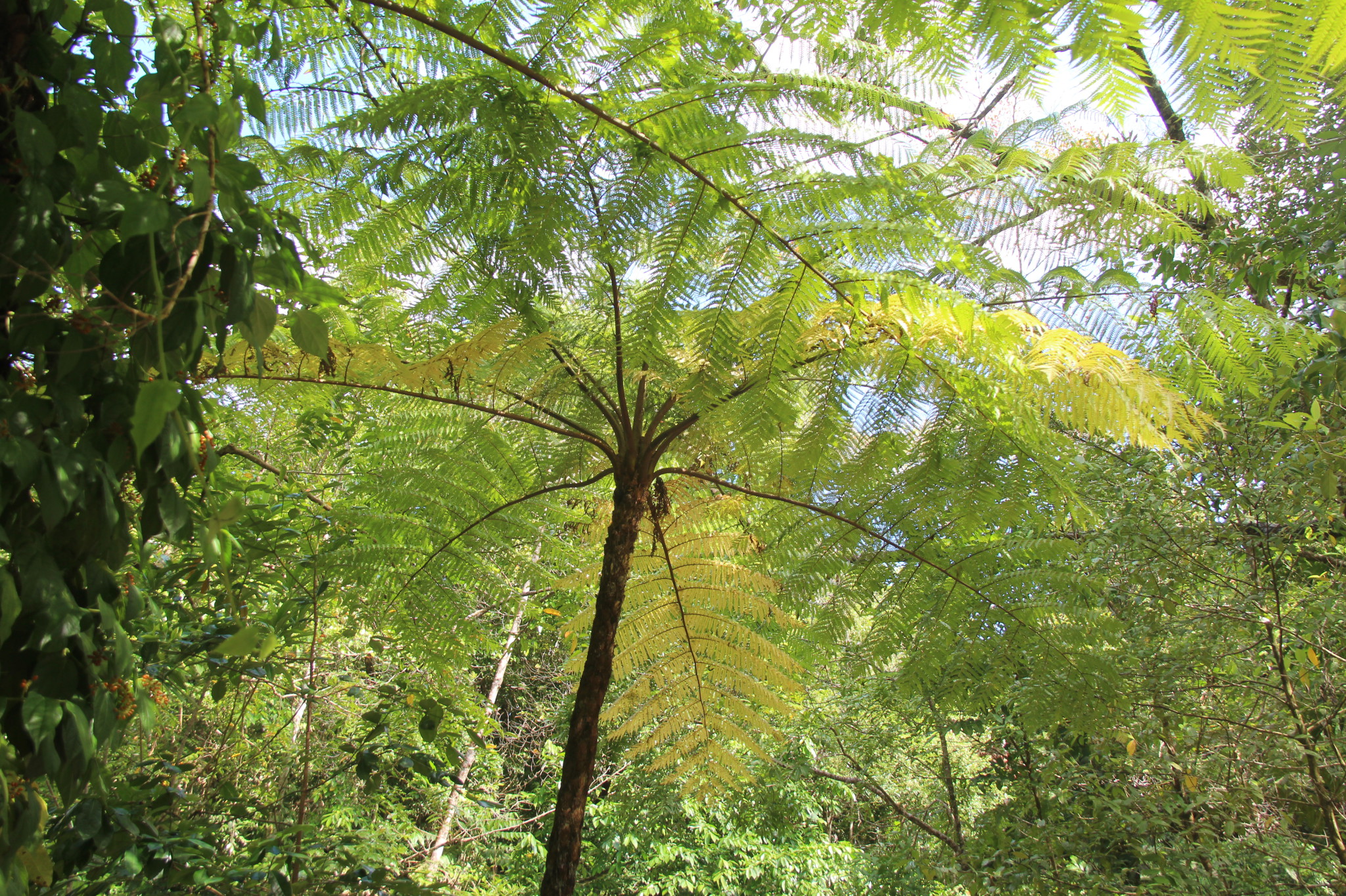 Jindalba boardwalk, Daintree