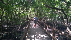 Mangrove Boardwalk, Cape Tribulation