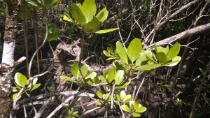 Nature in Cape Tribulation