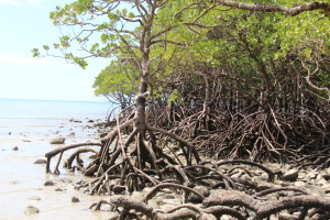 Mangrove on Cape Tribulation Beach