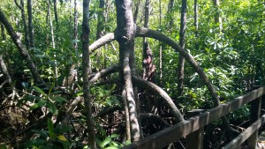 Mangrove roots, Cape Tribulation