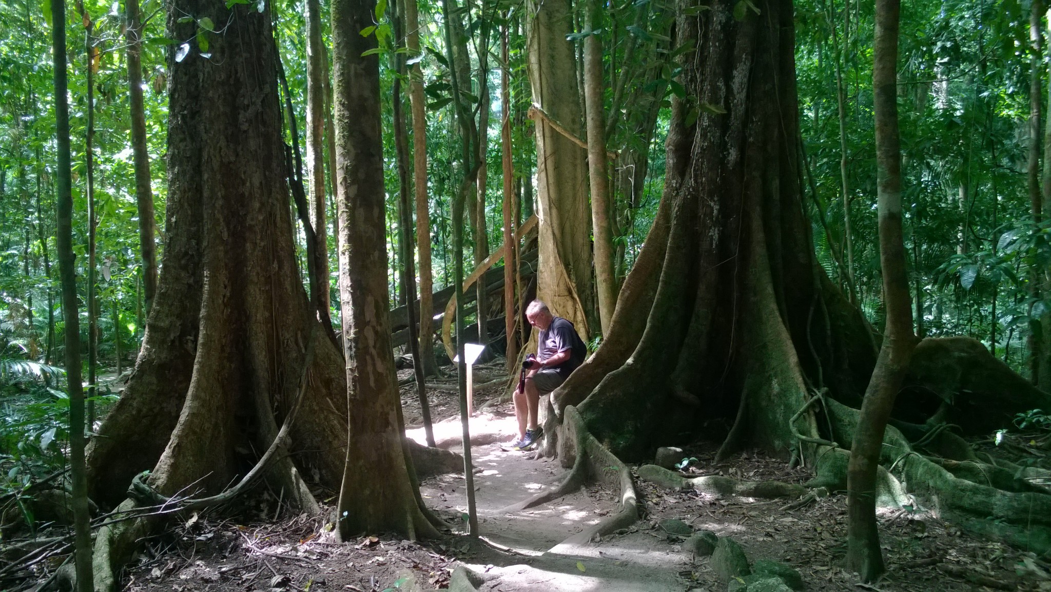 Trees in Mossman Gorge, Daintree National Park Trees in Mossman Gorge, Daintree National Park