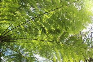 Rainforest, Jindalba Boardwalk