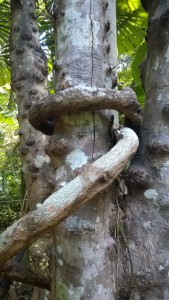 A tree, Dubiji Rainforest Walk, Cape Tribulation