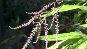 Tropical plants, Daintree Rainforest