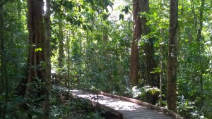 Walking on the Jindalba Boardwalk