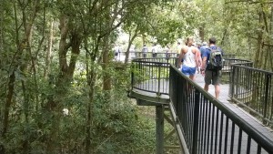 Walking in Mossman Gorge, Daintree