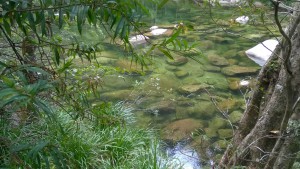 Water in Mossman River, Daintree