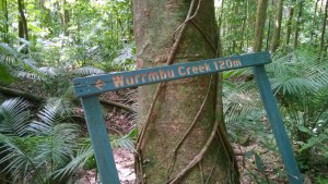 Wurrmbu Creek in Mossman Gorge, Daintree National Park