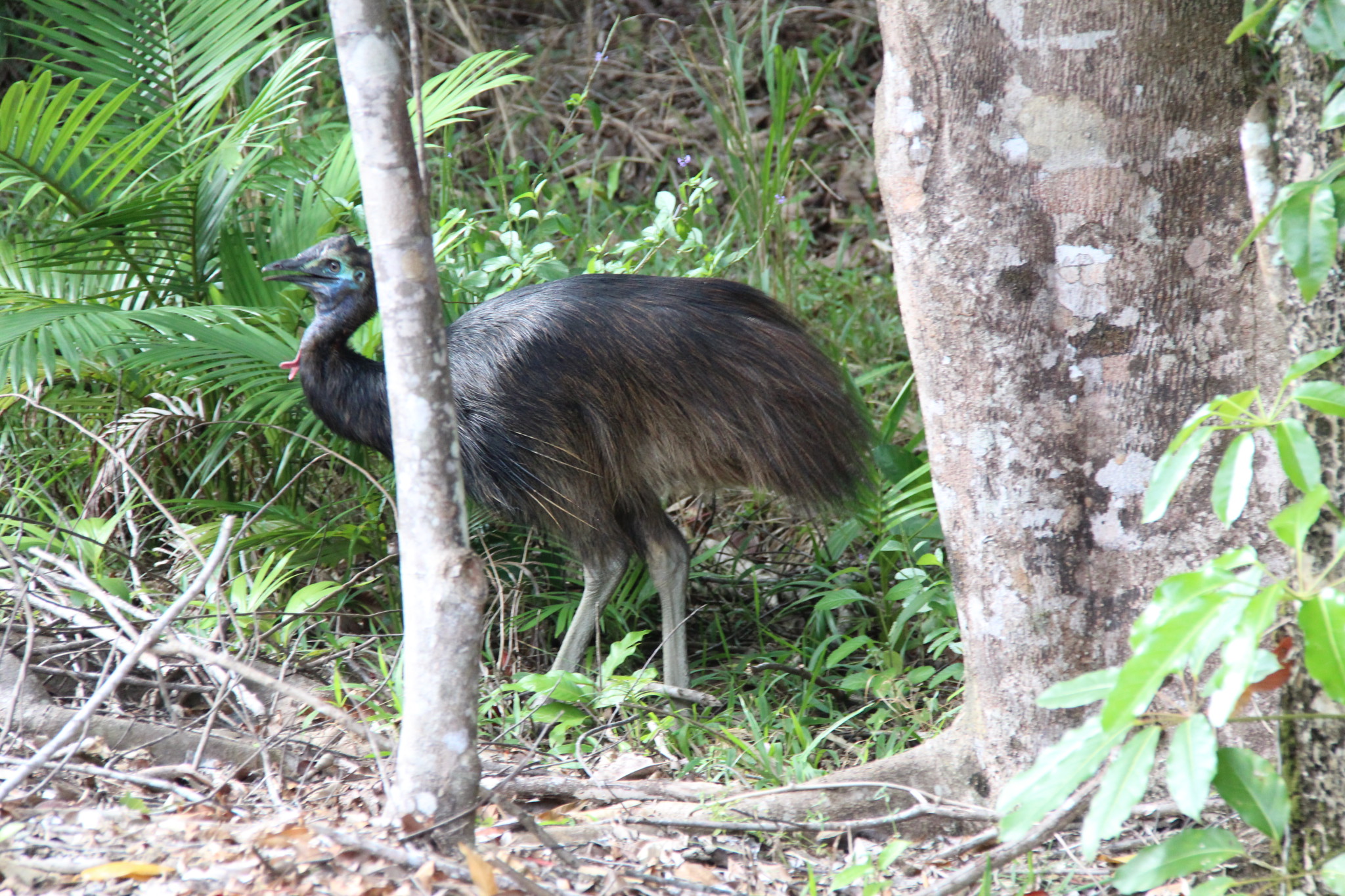 A cassowary crossing the road in Daintree Rainforest