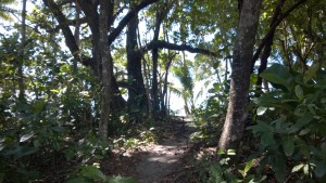Daintree Rainforest meets the sea