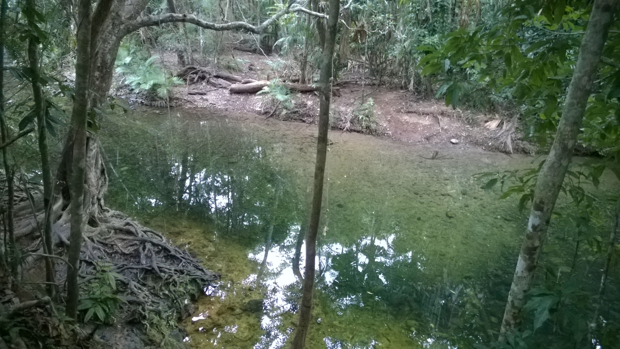 Masons swimming hole Cape Tribulation