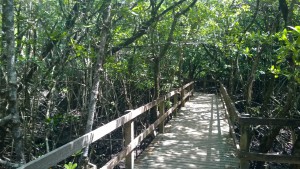 Mangrove Boardwalk, Cape Tribulation