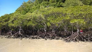 Mangrove on Cape Tribulation Beach
